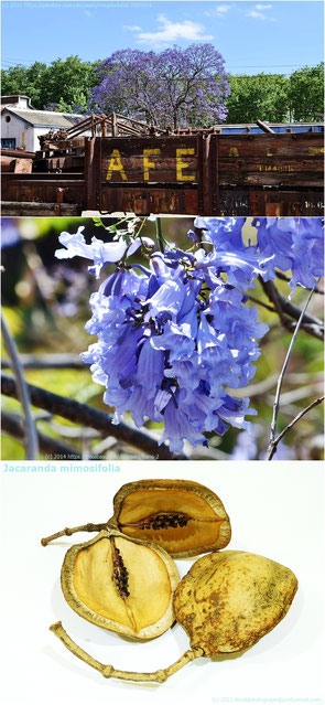 Jacaranda mimosifolia en/in Sudamérica, Südamerika, South America