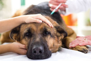 Injection d'insuline à un berger allemand qui a du diabète par coach canin 16 educateur canin à cognac à domicile ou en centre d'education canine