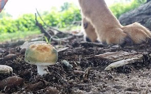 La patte d'un chien prés d'un champignon par coach canin 16 educateur canin en charente