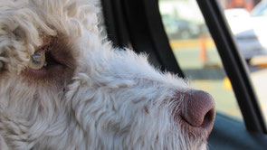 la tête d'un chien blanc frisé à l'intérieur d'une voiture regarde par la fenêtre par coach canin 16 educateur canin en charente