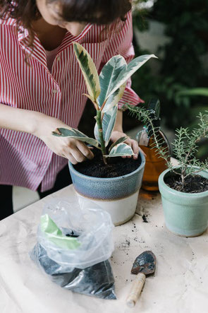 Contrat d'entretien des plantes du bureau à Paris