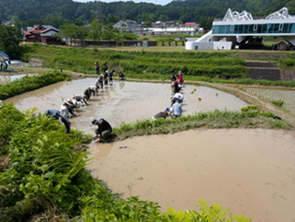 一列に並んで田植え 3-4束を一か所に植えます