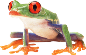 Image animaux detourée transparent sur fond blanc rainette aux yeux rouge amazonian forest frog png