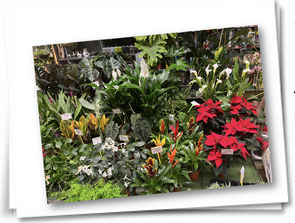 Jardinerie Toulouse