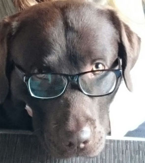 Der Kopf von einem braunen Labrador-Rüder der eine Brille trägt und in die Kamera schaut.