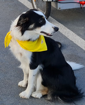 Leni, Assistenz-Hund in unserer Heider Kleintierpraxis. Sie liebt Spaziergänge an der Nordsee.