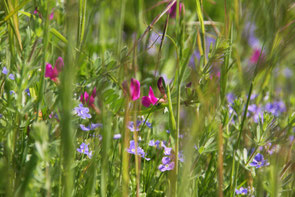 Sommerwiese ©