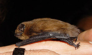 Zwergfledermaus_wiki_commons_autor_Mnolf_AT