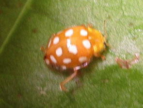 Orange ladybird Halyzia sedecimguttata