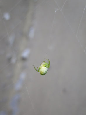 Spider Nigma walcknaeri stuck in another spider’s web …
