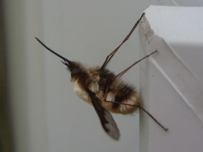Bee fly Bombylius major