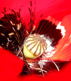 Klatschmohn Samenkapsel (Papaver rhoeas)