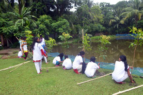 Planted trees along school boundary 