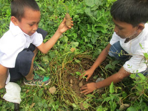 Children carefully plant the seedlings.