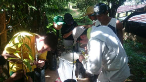 2. Students of Tokyo University of Agriculture experiencing mango tree grafting in the Philippines