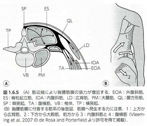 外部運動による筋膜の外的・内的力学