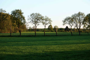 Groene weide bomenlaan en op achtergrond bos. Kleurfoto.