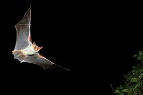 Bild: Mit rund 40 Zentimetern Spannweite ist das Große Mausohr die größte europäische Fledermaus. (Foto: Otto Schäfer, NABU