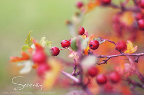 Rote Weißdornbeeren, rot-braunes Herbstlaub, ins Bild hineinragende Zweige, heller lindgrüner Hintergrund mit weichem Bokeh