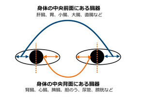 白目にあらわれる症状の場所により、弱っている身体の部位を見つけよう！（白目の上部と下部もそれぞれ該当部位が異なります）