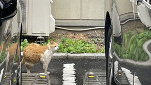 写真はイメージです