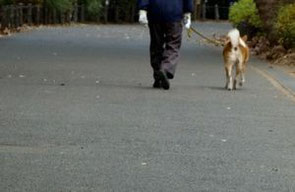 犬の散歩中の人に注意 人と車の安全な移動をデザインするシンク出版株式会社