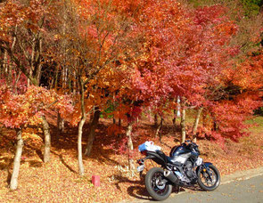 紅葉が一番の見頃