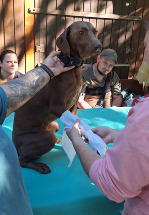 Brauner Hund sitzt auf einer blauen Decke, eine Person hält ihn am Halsband fest, eine andere wickelt seine Pfote mit einem einem Verbandstuch ein.