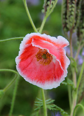 Mohnblüte, dem Rot trotzdend