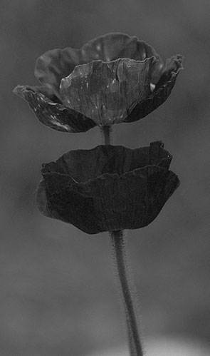 Mohn schwarzweiß