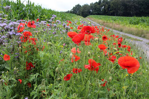 Blumenwiese neben Maisfeld
