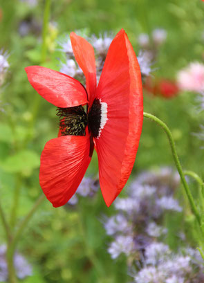 Mohnblüte im Wind