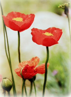 Mohnblüten