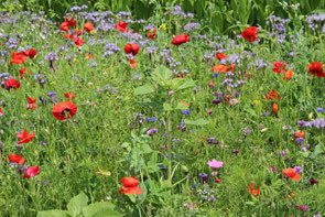 Streublumenwiese