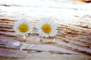 Image by Petra from Pixabay