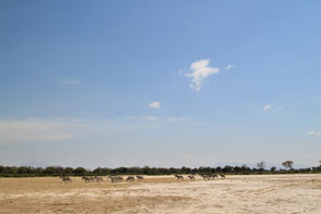 The Lake Manyara Plain saw action in "Hatari!" when John Wayne, playing a big game hunter, caught a giraffe here.