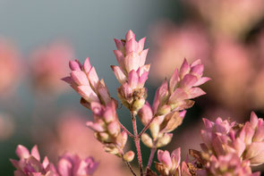 Blühender Oregano © Jutta M. Jenning mjpicsde