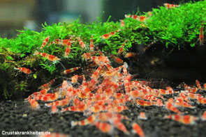 Zwerggarnelen der Gattung Caridina.