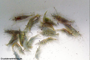 Vergiftung durch chlorhaltiges Wasser.