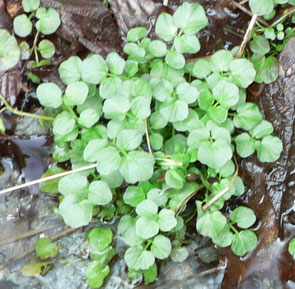 11 Wildkräuter - Genuss in grün