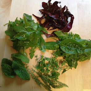Wildkräuter gemischt, Löwenzahn, Schafgarbe, Sauerampfer, Rauke, Ruccola, Melisse, Vogelmiere