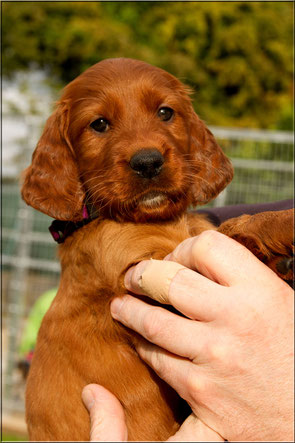 Annie, 5.5 Wochen 