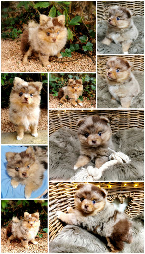 Pomeranian Hündin Ferrero von der Arnold's Eiche
