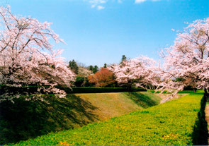 城址公園内の桜