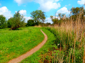 Wunderschöne Wege durch die Leineaue