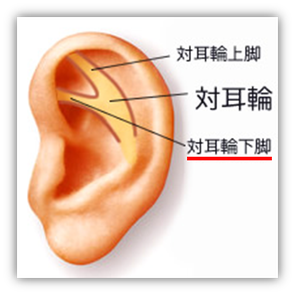 耳ツボの図