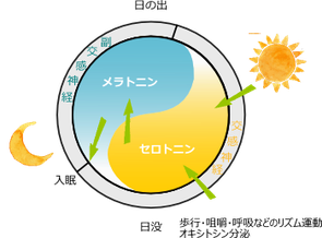 セロトニンとメラトニンの関係図