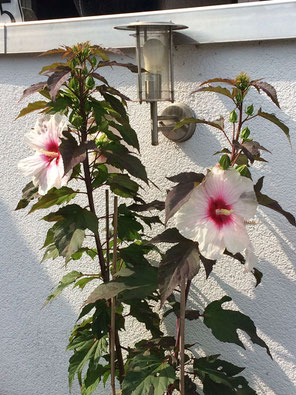 Riesen-Hibiskus-Kopper-King-staudenhibiskus.com-Gärtnerei-Bartels-Delmenhorst