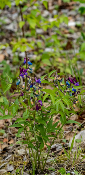 Frühlings-Platterbse - Lathyrus verna (M. Stor, 23.04.2022)