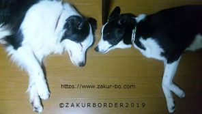 ＺＡＫＵＲＢＯＲＤＥＲ（サクールボーダー）のホームページ事業内容ページ使用